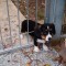 puppy-stuck-in-the-fence-big